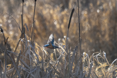 Wildlife Photography by Paul McDougall
