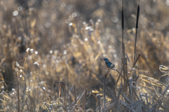 Wildlife Photography by Paul McDougall