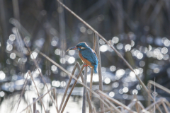 Wildlife Photography by Paul McDougall