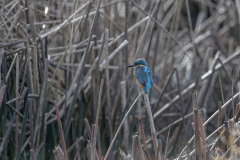 Wildlife Photography by Paul McDougall