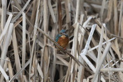 Wildlife Photography by Paul McDougall