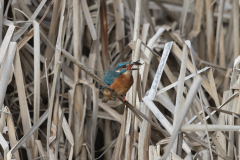 Wildlife Photography by Paul McDougall