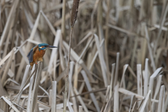 Wildlife Photography by Paul McDougall