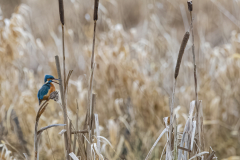 Wildlife Photography by Paul McDougall