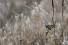 Wildlife Photography by Paul McDougall