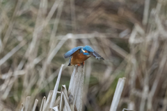 Wildlife Photography by Paul McDougall