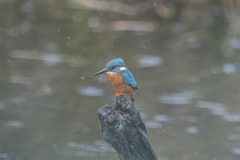 Wildlife Photography by Paul McDougall