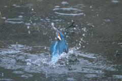 Wildlife Photography by Paul McDougall