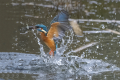 Wildlife Photography by Paul McDougall