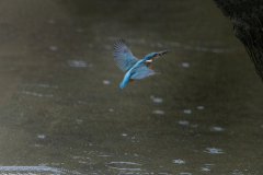 Wildlife Photography by Paul McDougall