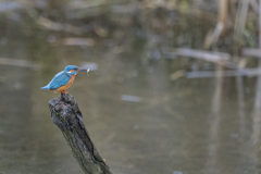 Wildlife Photography by Paul McDougall