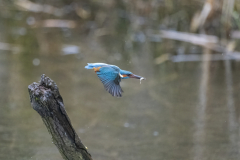 Wildlife Photography by Paul McDougall