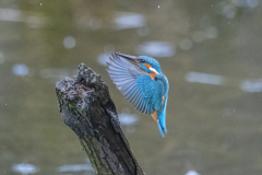 Wildlife Photography by Paul McDougall