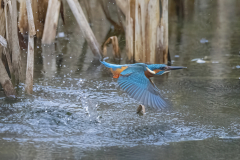 Wildlife Photography by Paul McDougall
