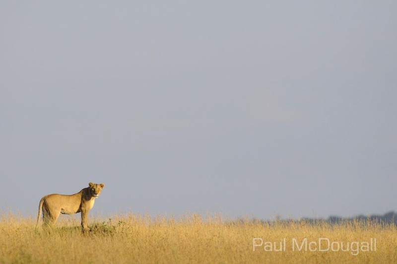 Maasai Mara by Wildlife Photographer Paul McDougall