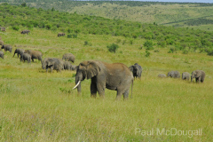 Maasai Mara by Wildlife Photographer Paul McDougall