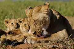 Maasai Mara by Wildlife Photographer Paul McDougall