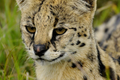 Maasai Mara by Wildlife Photographer Paul McDougall