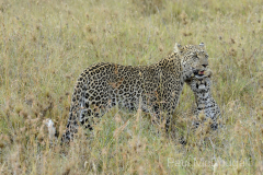 Maasai Mara by Wildlife Photographer Paul McDougall