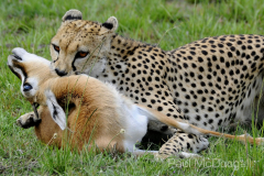 Maasai Mara by Wildlife Photographer Paul McDougall