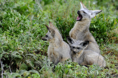 Maasai Mara by Wildlife Photographer Paul McDougall