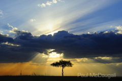 Maasai Mara by Wildlife Photographer Paul McDougall