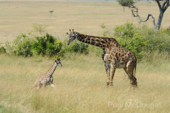 Maasai Mara by Wildlife Photographer Paul McDougall