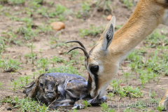 Maasai Mara by Wildlife Photographer Paul McDougall