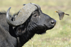 Maasai Mara by Wildlife Photographer Paul McDougall
