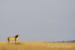 Maasai Mara by Wildlife Photographer Paul McDougall