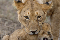 Maasai Mara by Wildlife Photographer Paul McDougall