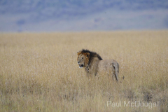 Maasai Mara by Wildlife Photographer Paul McDougall