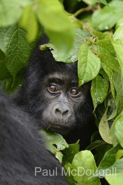Magical Uganda by Wildlife Photographer Paul McDougall