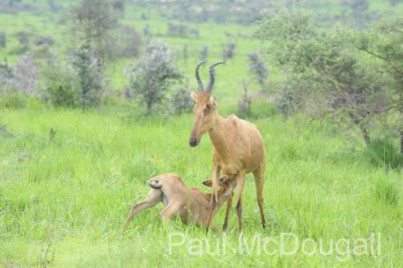 Magical Uganda by Wildlife Photographer Paul McDougall