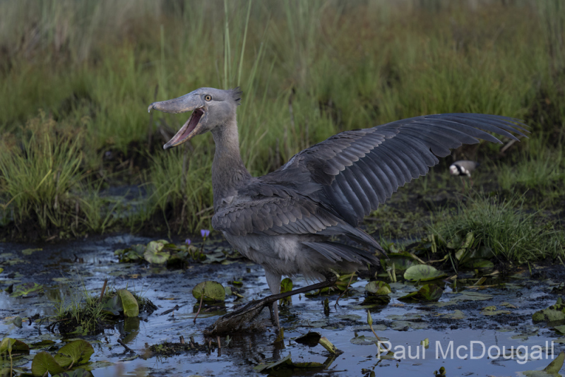 shoebill_DSC7878