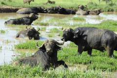 Magical Uganda by Wildlife Photographer Paul McDougall