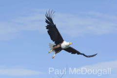 Magical Uganda by Wildlife Photographer Paul McDougall