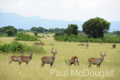 Magical Uganda by Wildlife Photographer Paul McDougall