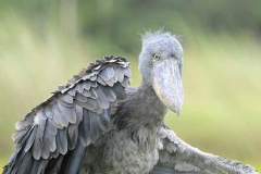 Magical Uganda by Wildlife Photographer Paul McDougall