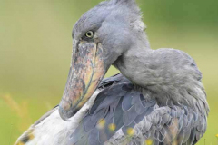 Magical Uganda by Wildlife Photographer Paul McDougall