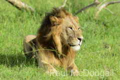 Magical Uganda by Wildlife Photographer Paul McDougall
