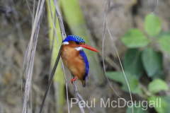 Magical Uganda by Wildlife Photographer Paul McDougall