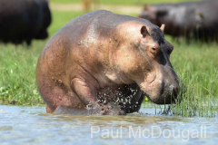 Magical Uganda by Wildlife Photographer Paul McDougall