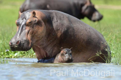 Magical Uganda by Wildlife Photographer Paul McDougall