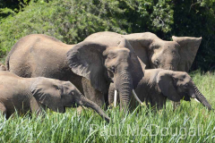 Magical Uganda by Wildlife Photographer Paul McDougall