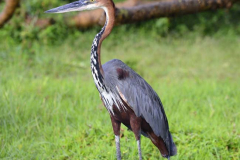 Magical Uganda by Wildlife Photographer Paul McDougall