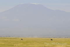 African fauna by Wildlife Photographer Paul McDougall