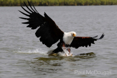 African fauna by Wildlife Photographer Paul McDougall