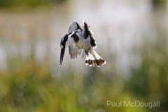 African fauna by Wildlife Photographer Paul McDougall