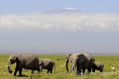 African fauna by Wildlife Photographer Paul McDougall
